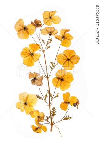 Dried and pressed flowers isolated on white background. Beautiful herbarium 116375389