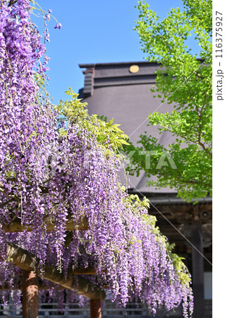 井波別院瑞泉寺の藤の花 116375927