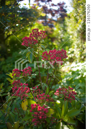 5月10日、カルミアの蕾がさらに膨らむ。花言葉は「大きな希望」「さわやかな笑顔」 5月10日、カルミアの蕾がさらに膨らむ。花言葉は「大きな希望」「さわやかな笑顔」 116376260