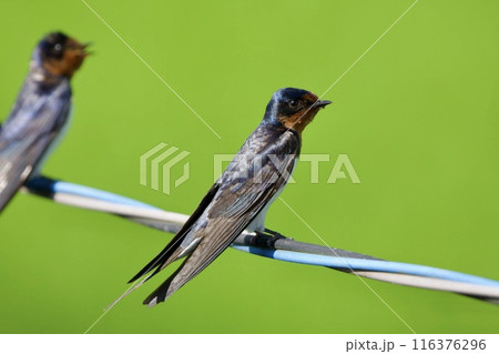 ツバメ / swallow Japan ツバメ / swallow Japan 116376296