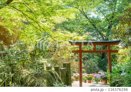 奈良県明日香村　岡寺のあぢさゐ回廊の紫陽花と鳥居 116376298