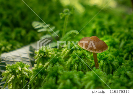 比良山系の最高峰、武奈ヶ岳登山道の風景（滋賀県大津市北比良)※作品コメント欄に撮影位置 116376313