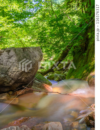 比良山系の最高峰、武奈ヶ岳登山道の風景（滋賀県大津市北比良)※作品コメント欄に撮影位置 116376317