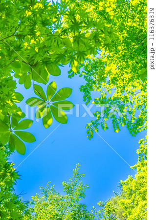 比良山系の最高峰、武奈ヶ岳登山道から空を見上げる(滋賀県大津市北比良)※作品コメント欄に撮影位置 比良山系の最高峰、武奈ヶ岳登山道から空を見上げる(滋賀県大津市北比良)※作品コメント欄に撮影位置 116376319