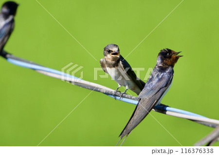 子ツバメ 子ツバメ 116376338