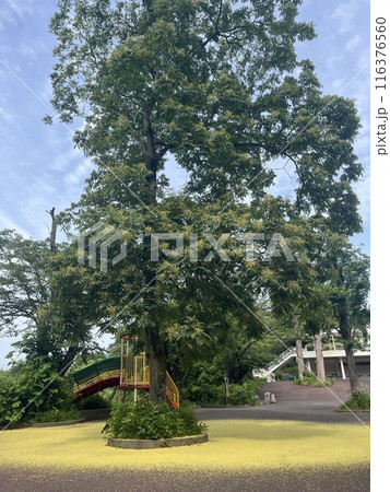 公園にある木 公園にある木 116376560
