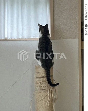 外を伺う猫 116376564