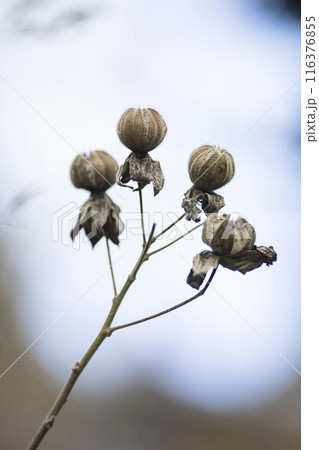 枯れ芙蓉 116376855