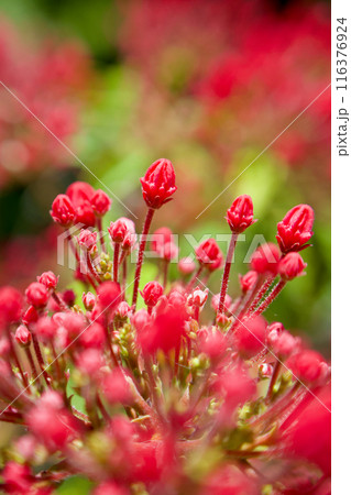 5月10日、日の光に向かって伸びあがるカルミアの蕾。花言葉は「大きな希望」「さわやかな笑顔」 5月10日、日の光に向かって伸びあがるカルミアの蕾。花言葉は「大きな希望」「さわやかな笑顔」 116376924
