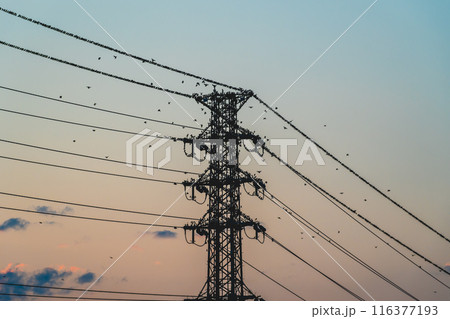 送電鉄塔にムクドリの大群が集まる夏の夕暮れ a-2 高彩度 送電鉄塔にムクドリの大群が集まる夏の夕暮れ a-2 高彩度 116377193