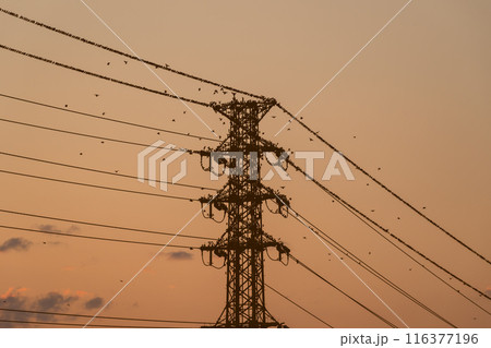 送電鉄塔にムクドリの大群が集まる夏の夕暮れ　a-5 暖色 高彩度 116377196