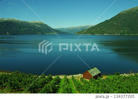 緑深きハダンゲンフィヨルドの幻想的な風景 116377205