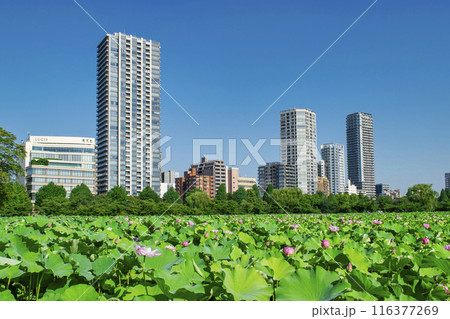 東京都 上野公園 不忍池 蓮の花 東京都 上野公園 不忍池 蓮の花 116377269