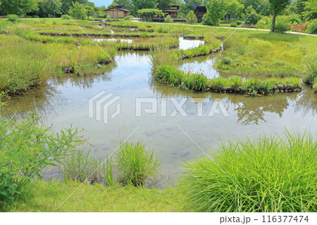 国営アルプスあづみの公園 堀金・穂高地区 田園文化ゾーンの池 116377474