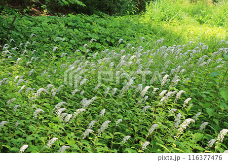 国営アルプスあづみの公園　段々花畑 116377476