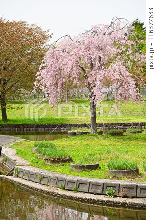 湯田の春 川尻総合公園 116377633