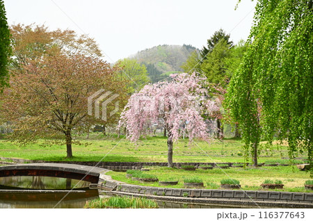 湯田の春 川尻総合公園 116377643