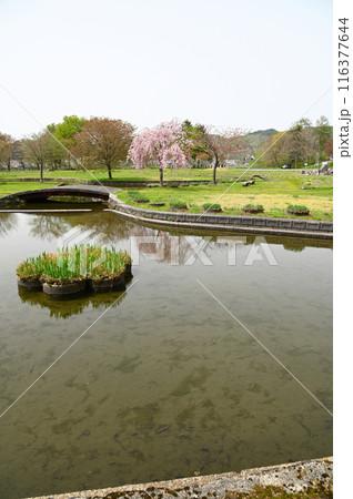 湯田の春 川尻総合公園 116377644