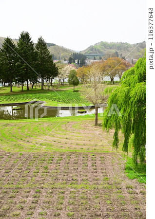 湯田の春 川尻総合公園 116377648
