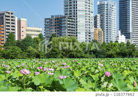 東京都　上野公園　不忍池　蓮の花 116377662