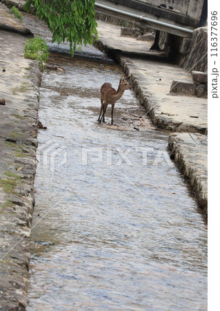 野生の鹿 野生の鹿 116377696