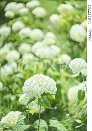 白い紫陽花の花　アナベル 116377705