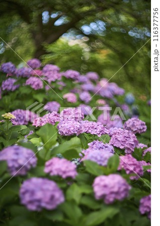 アジサイの花 116377756
