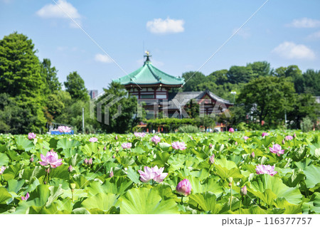 東京都　上野公園　不忍池　蓮の花 116377757