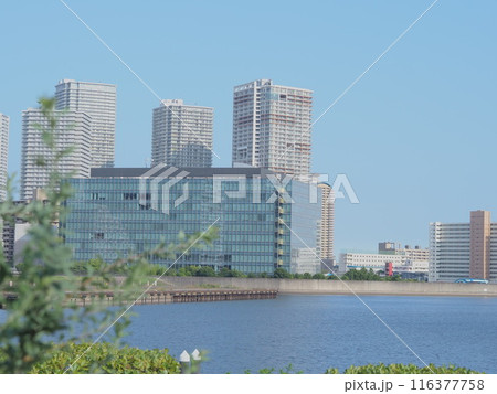 晴れた日の豊洲のビル群（昼間・植物あり） 116377758