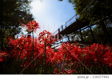 秋の巾着田 真っ赤に染まる満開の彼岸花 秋の巾着田 真っ赤に染まる満開の彼岸花 116377942
