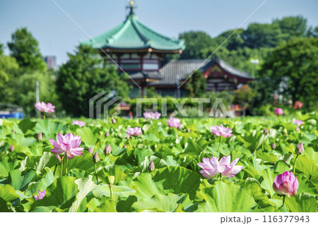 東京都 上野公園 不忍池 蓮の花 東京都 上野公園 不忍池 蓮の花 116377943