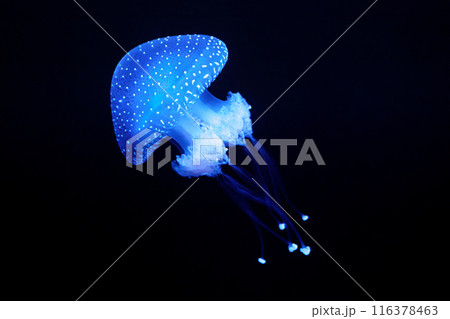 Tropical Jellyfish Phyllorhiza punctata white-spotted jellyfish underwater Tropical Jellyfish Phyllorhiza punctata white-spotted jellyfish underwater 116378463