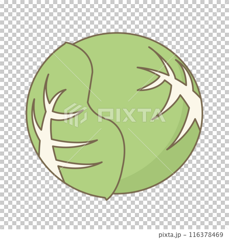 簡單的白菜的插圖 簡單的白菜的插圖 116378469