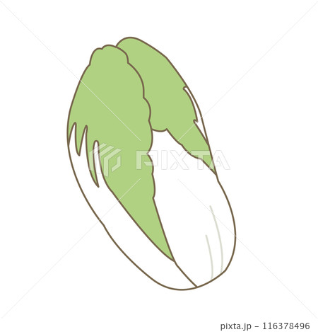 シンプルな白菜のイラスト 116378496