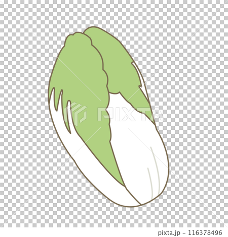 シンプルな白菜のイラスト 116378496