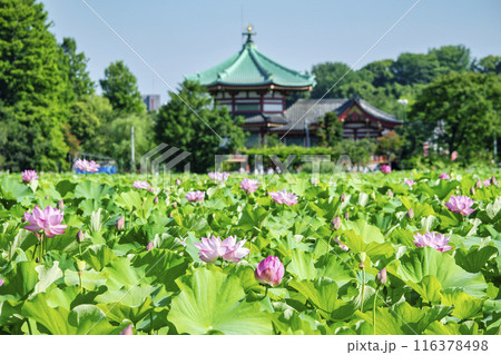 東京都　上野公園　不忍池　蓮の花 116378498