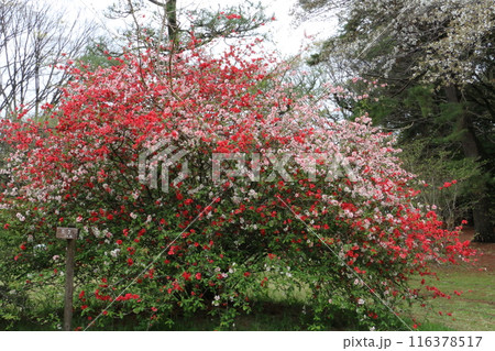 紅とピンクの花を咲かせるボケ 紅とピンクの花を咲かせるボケ 116378517
