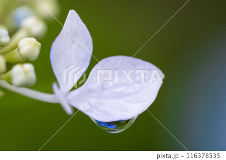 水滴の中の紫陽花 116378535