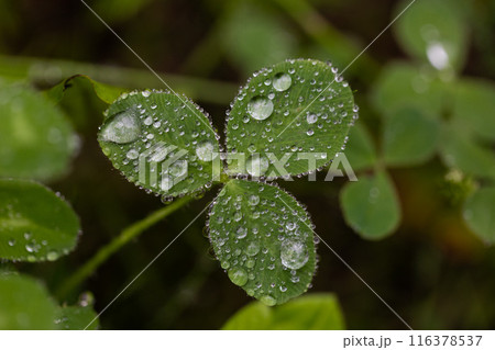 雨に濡れた葉 116378537