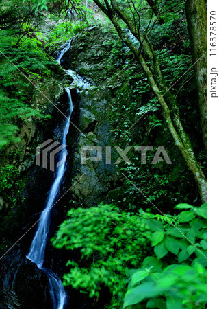 神奈川県 大山阿夫利神社 二重の滝の風景 神奈川県 大山阿夫利神社 二重の滝の風景 116378570