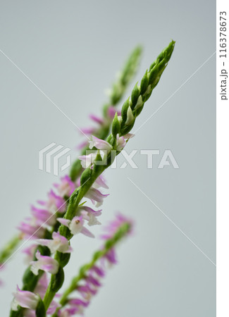 鮮やかな色合いの可愛いネジバナ 116378673