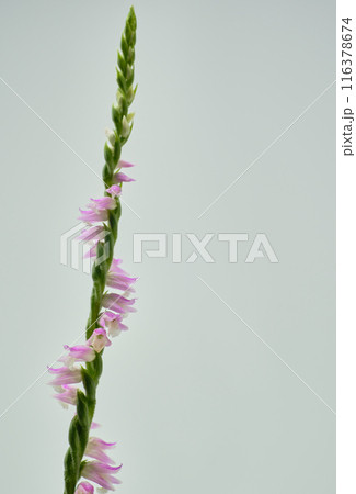 鮮やかな色合いの可愛いネジバナ 鮮やかな色合いの可愛いネジバナ 116378674