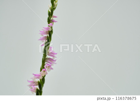 鮮やかな色合いの可愛いネジバナ 116378675