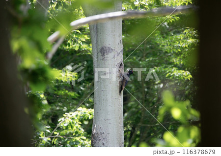 初夏の森でこそだ絵に忙しいクマゲラ 116378679