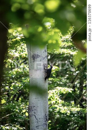 初夏の森でこそだ絵に忙しいクマゲラ 116378699