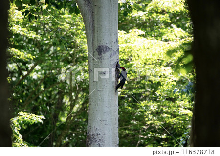 初夏の森でこそだ絵に忙しいクマゲラ 初夏の森でこそだ絵に忙しいクマゲラ 116378718