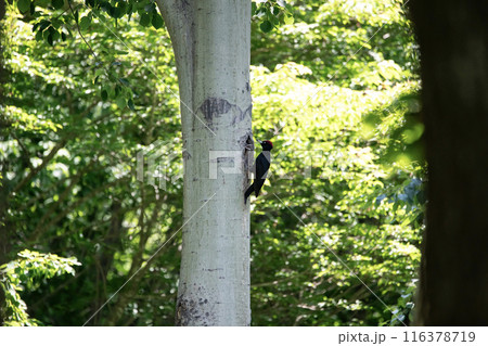 初夏の森でこそだ絵に忙しいクマゲラ 初夏の森でこそだ絵に忙しいクマゲラ 116378719