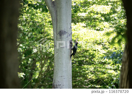 初夏の森でこそだ絵に忙しいクマゲラ 116378720