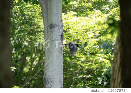 初夏の森でこそだ絵に忙しいクマゲラ 116378724