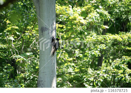 初夏の森でこそだ絵に忙しいクマゲラ 初夏の森でこそだ絵に忙しいクマゲラ 116378725